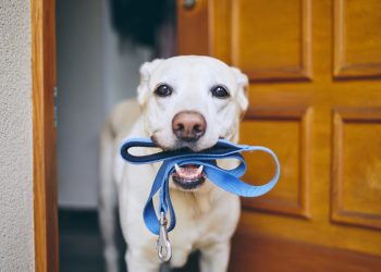 How to Start Training Your Pet? Basic Tips and Techniques