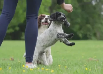 How to Start Training Your Pet Basic Commands