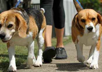 My Dog Keeps Barking Uncontrollably, How Can I Effectively Correct This Behavior?