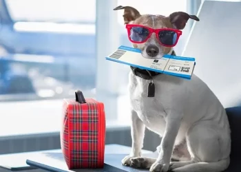 Why Does My Pet Always Ignore My Training Commands?