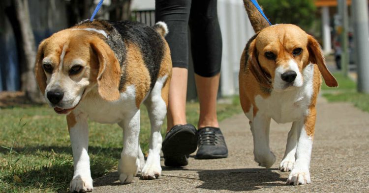 My Dog Keeps Barking Uncontrollably, How Can I Effectively Correct This Behavior?