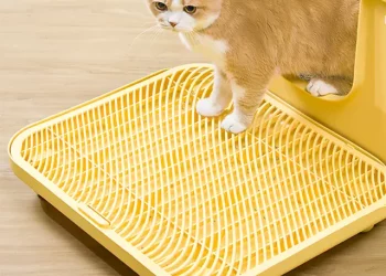 Why Doesn’t My Cat Want to Use the Litter Box? How to Train Them to Use It