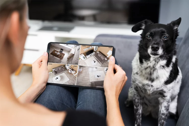 How to Correct Destructive Behavior in Pets