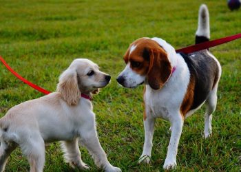 Which is More Effective in Pet Training: Rewards or Punishments?