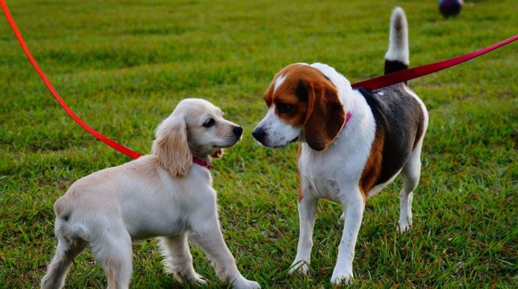 Which is More Effective in Pet Training: Rewards or Punishments?