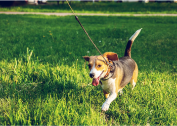 My Dog Always Pulls on the Leash: How to Train Them to Walk Without Pulling
