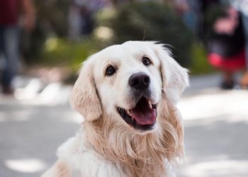 Why Do Dogs Suddenly Exhibit Behavioral Problems?