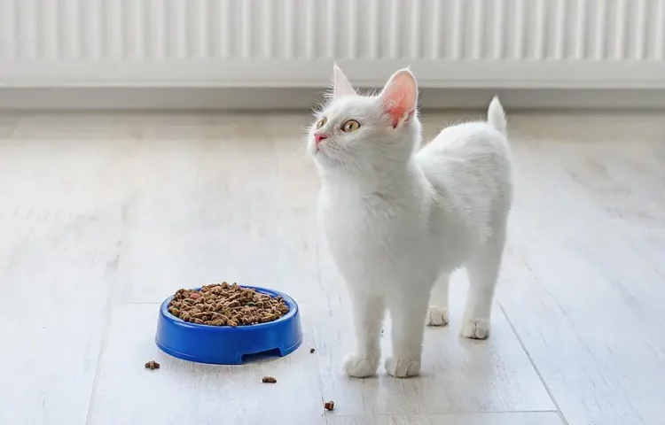 What Are the Signs of Food Allergies in Cats? How Should Owners Respond Scientifically?