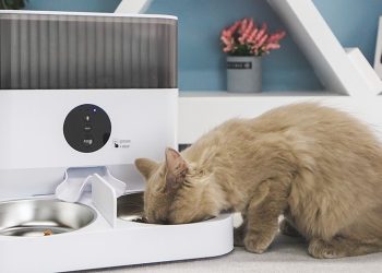 Will Smart Feeders Change Pet Eating Habits? Are Tech Products Reliable?