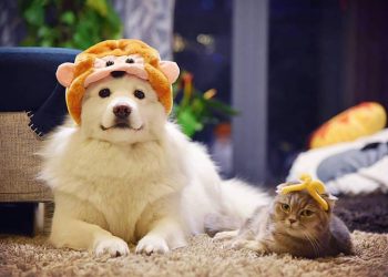 How to Help Your Pet Adjust to a New Environment?