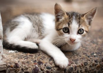 Adopt, Don’t Shop: How to Choose the Best Home and New Life for a Stray Pet