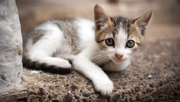 Adopt, Don’t Shop: How to Choose the Best Home and New Life for a Stray Pet