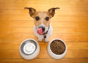 How to Determine if Your Dog is Eating Too Much or Too Little: Finding the Right Portion Size