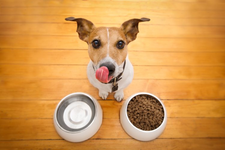 How to Determine if Your Dog is Eating Too Much or Too Little: Finding the Right Portion Size