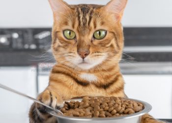 What to Do When Your Cat is a Picky Eater? How to Encourage Healthy Eating Habits
