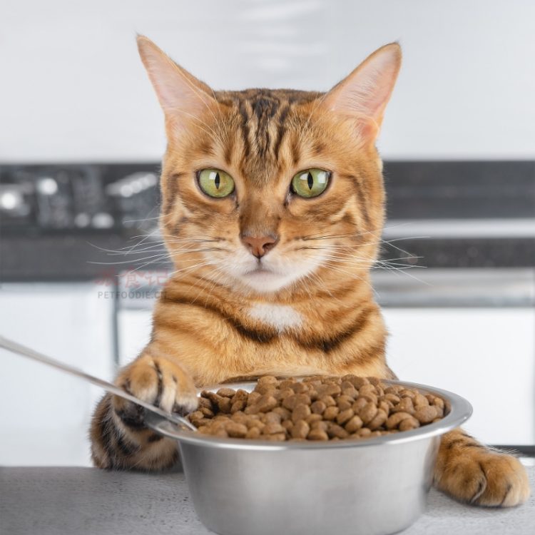 What to Do When Your Cat is a Picky Eater? How to Encourage Healthy Eating Habits