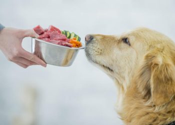 Can Dogs Eat Human Food? Which Foods Are Absolutely Dangerous for Them?