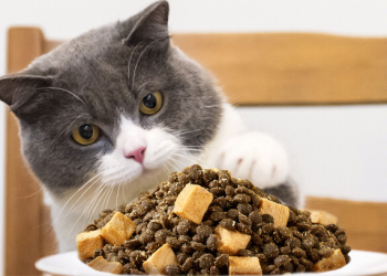 How to Choose the Right Cat Food Based on Age and Health Status