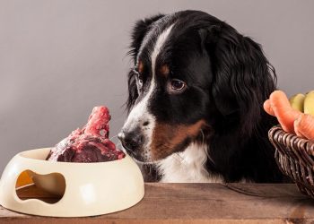 Is Feeding Pets Raw Meat Safe? What Are the Effects of a Raw Food Diet on Pets?