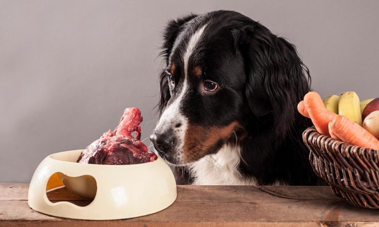 Is Feeding Pets Raw Meat Safe? What Are the Effects of a Raw Food Diet on Pets?