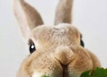 My Rabbit Loves Vegetables: Which Ones Are Safe for Them?
