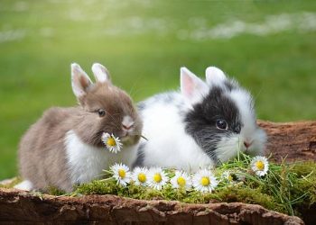 Is Frequent Vomiting in Pet Rabbits a Sign of Illness? When Should You Take Your Rabbit to the Vet?