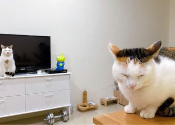 How to Determine If Your Cat Has a Urinary Tract Infection (UTI)?