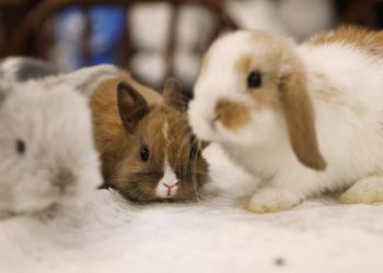 Does My Aging Rabbit Need Special Health Check-Ups?