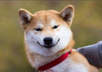 Is My Dog Suddenly Reluctant to Move? Could It Be a Health Issue?