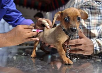 Do Pets Need Regular Vaccinations? Which Vaccines Are Essential?