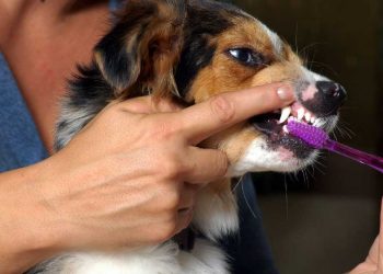 Is Pet Bad Breath Normal? How to Solve the Problem?