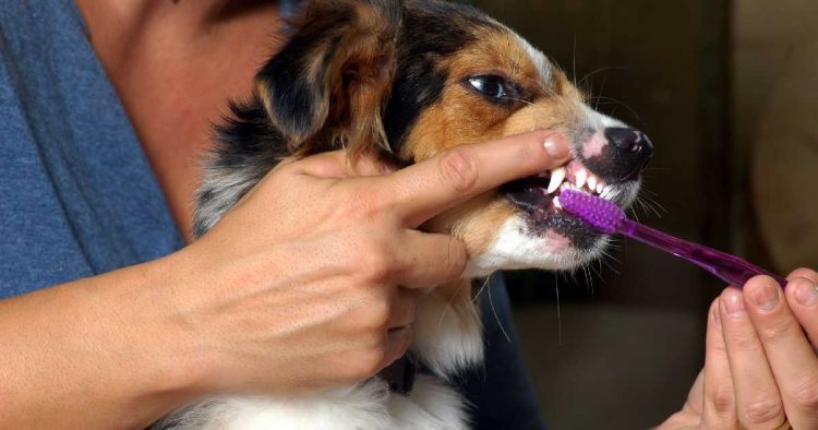 Is Pet Bad Breath Normal? How to Solve the Problem?