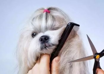 How to Determine If Your Dog Needs Regular Haircuts?