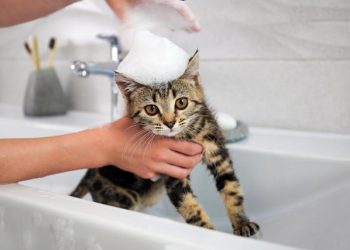 How to Properly Bathe a Cat That Dislikes Bathing?