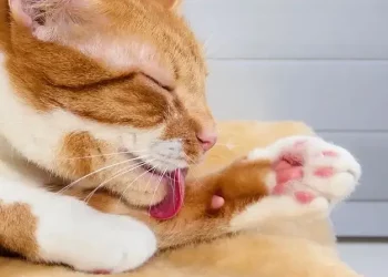 Why Does My Cat Keep Licking Its Paws, and Should I Be Concerned?