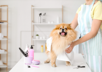 Are Pet Grooming Products Safe? How to Choose the Right Pet Skincare Products