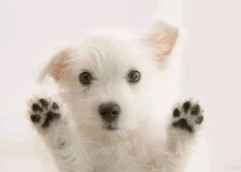 How to Care for Your Dog’s Paws? The Importance of Regular Nail Trimming