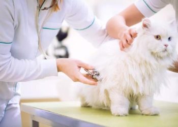 Do Long-Haired Cats Need Frequent Grooming? How to Prevent Tangles and Mats
