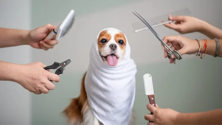 How to Avoid Causing Anxiety or Discomfort During Pet Grooming?