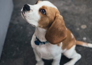 How to Teach Your Dog Basic Commands Like “Sit” and “Come”