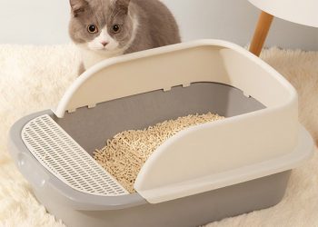 Can Cats Be Trained? How to Train Them to Use a Litter Box