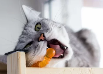 Why Does My Dog Keep Chewing on Everything? How to Correct This Behavior