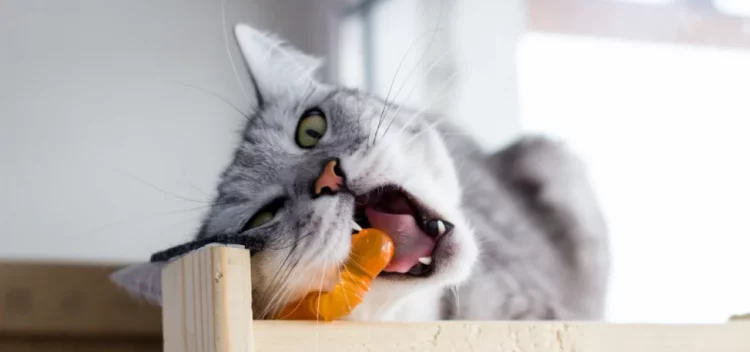 Why Does My Dog Keep Chewing on Everything? How to Correct This Behavior