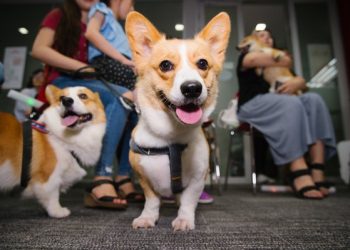 How to Help Your Pet Adjust to a New Home and Reduce Anxiety