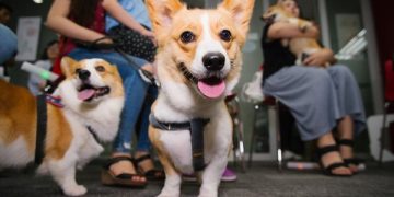 How to Help Your Pet Adjust to a New Home and Reduce Anxiety