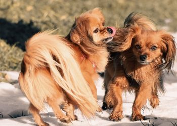 My Dog Shows Aggression Toward Strangers: How to Train Them to Be Friendly?