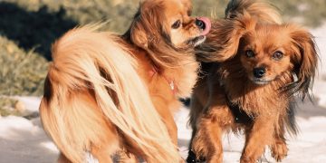 My Dog Shows Aggression Toward Strangers: How to Train Them to Be Friendly?