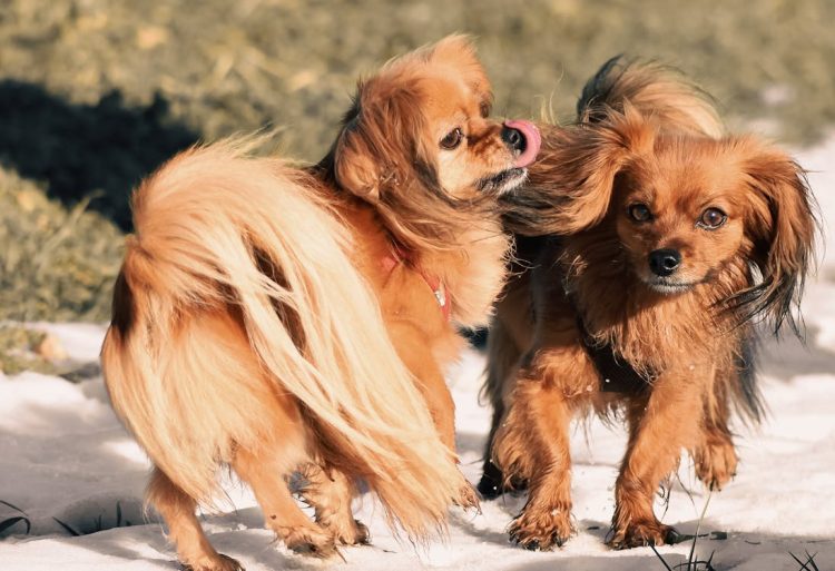 My Dog Shows Aggression Toward Strangers: How to Train Them to Be Friendly?