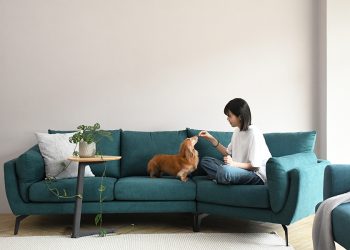 How to Train Your Pet to Stop Jumping on Furniture and Maintain Good Household Habits