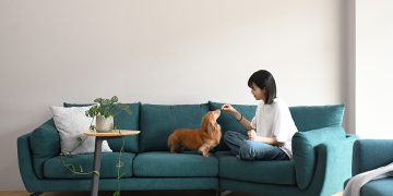 How to Train Your Pet to Stop Jumping on Furniture and Maintain Good Household Habits
